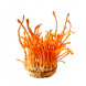 Cordyceps militaris thumbnail